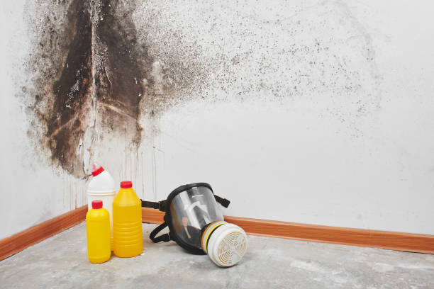 Best Fast Mold Removal  in Riverdale, CA
