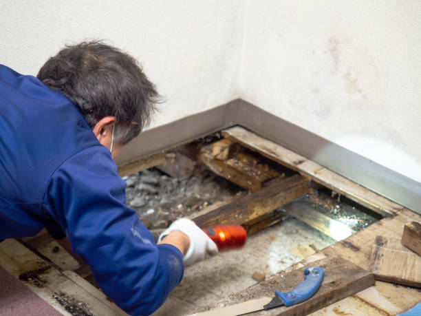 Best Local Mold Removal Service  in Riverdale, CA