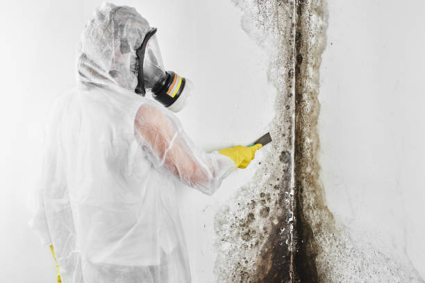 Best Mold Removal and Inspection  in Riverdale, CA