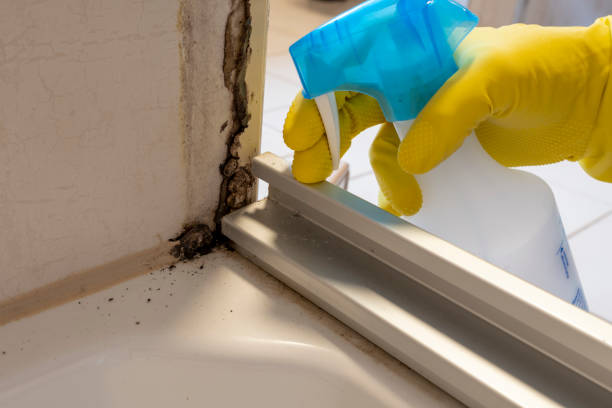 Riverdale, CA Mold Removal Company