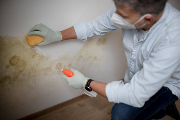 Mold Removal and Inspection in Riverdale, CA
