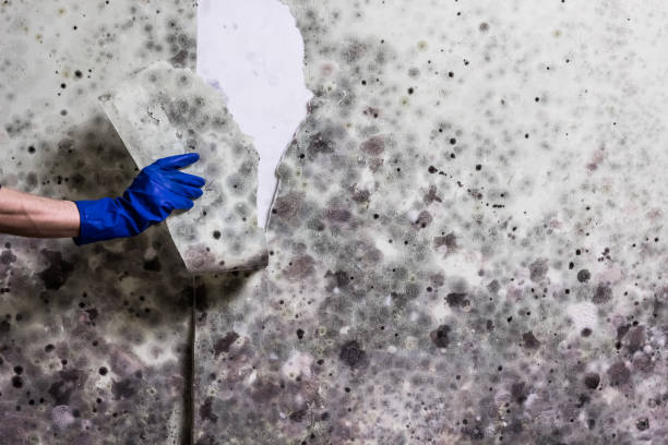 Best Mold Testing  in Riverdale, CA