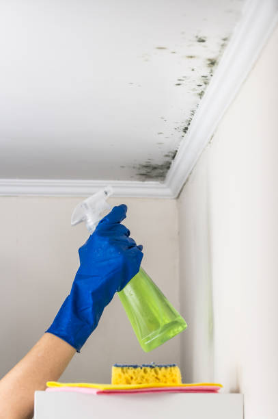 Certified Mold Removal in Riverdale, CA