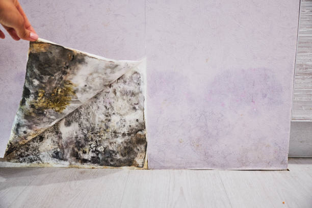 Best Mold Cleaning Services  in Riverdale, CA